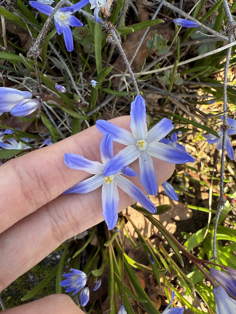 Scilla (Squills) (alternate view 7)