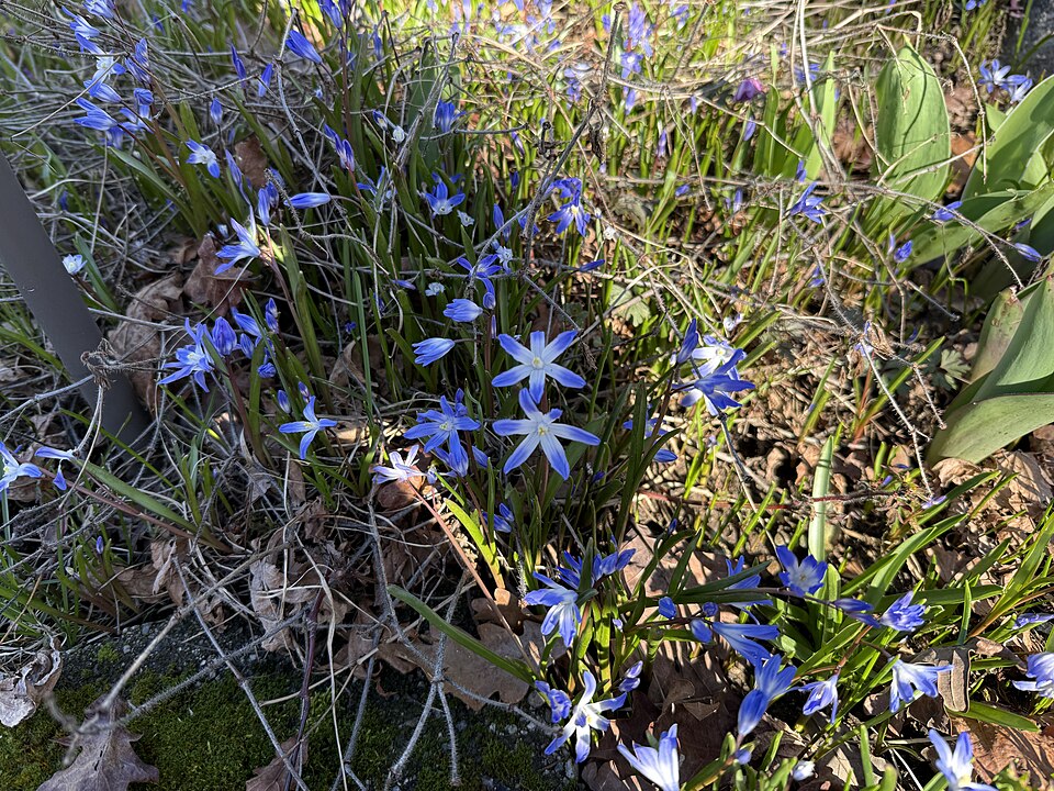 Scilla (Squills) (alternate view 8)