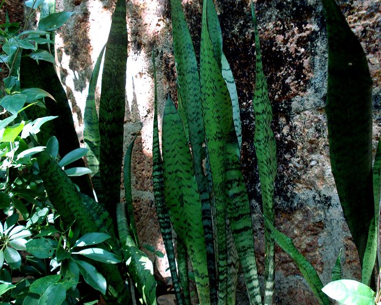 Dracaena zeylanica (Ceylon Bowstring Hemp)