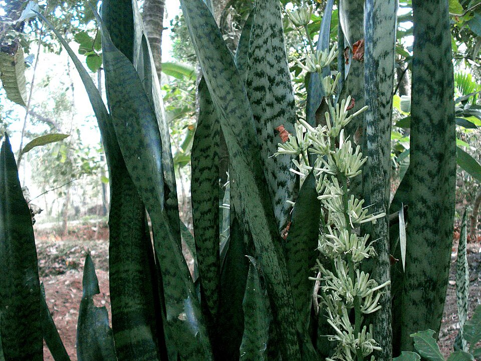 Dracaena zeylanica (Ceylon Bowstring Hemp)