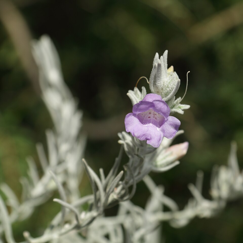 Eremophila nivea (alternate view 7)