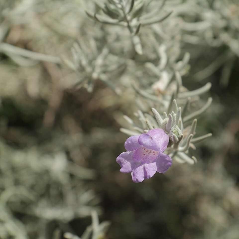 Eremophila nivea (alternate view 8)