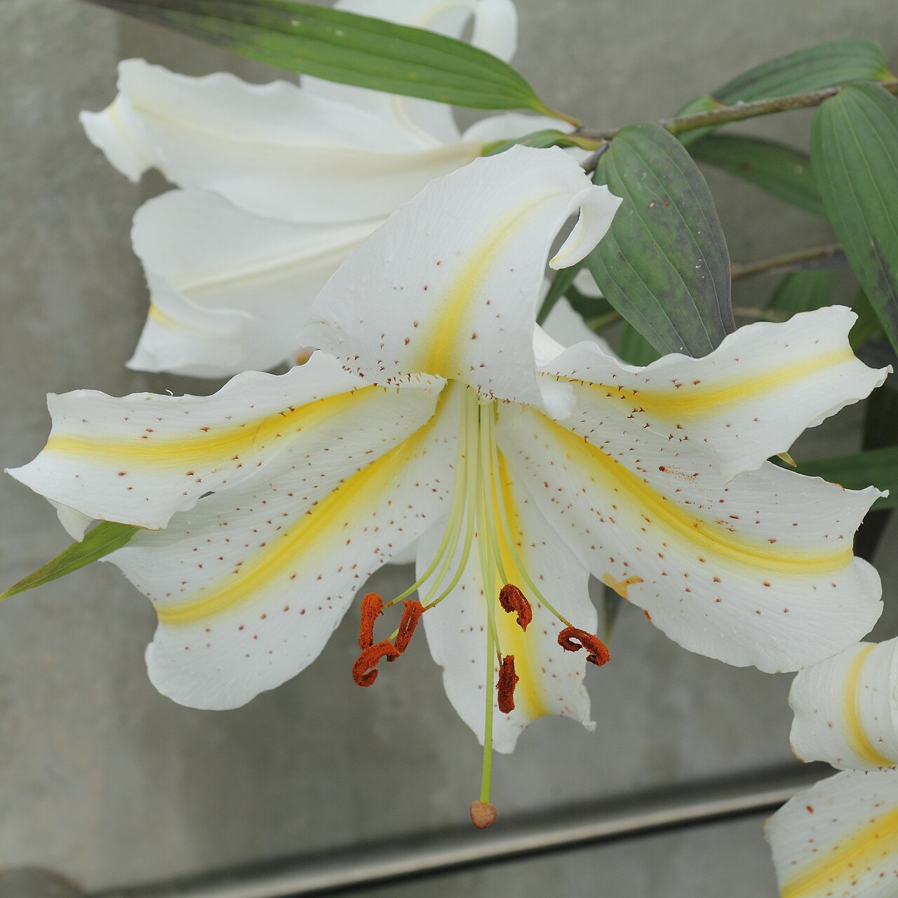 Lilium auratum, Golden-rayed lily — upright deciduous (Liliaceae) (image 7 of 10)
