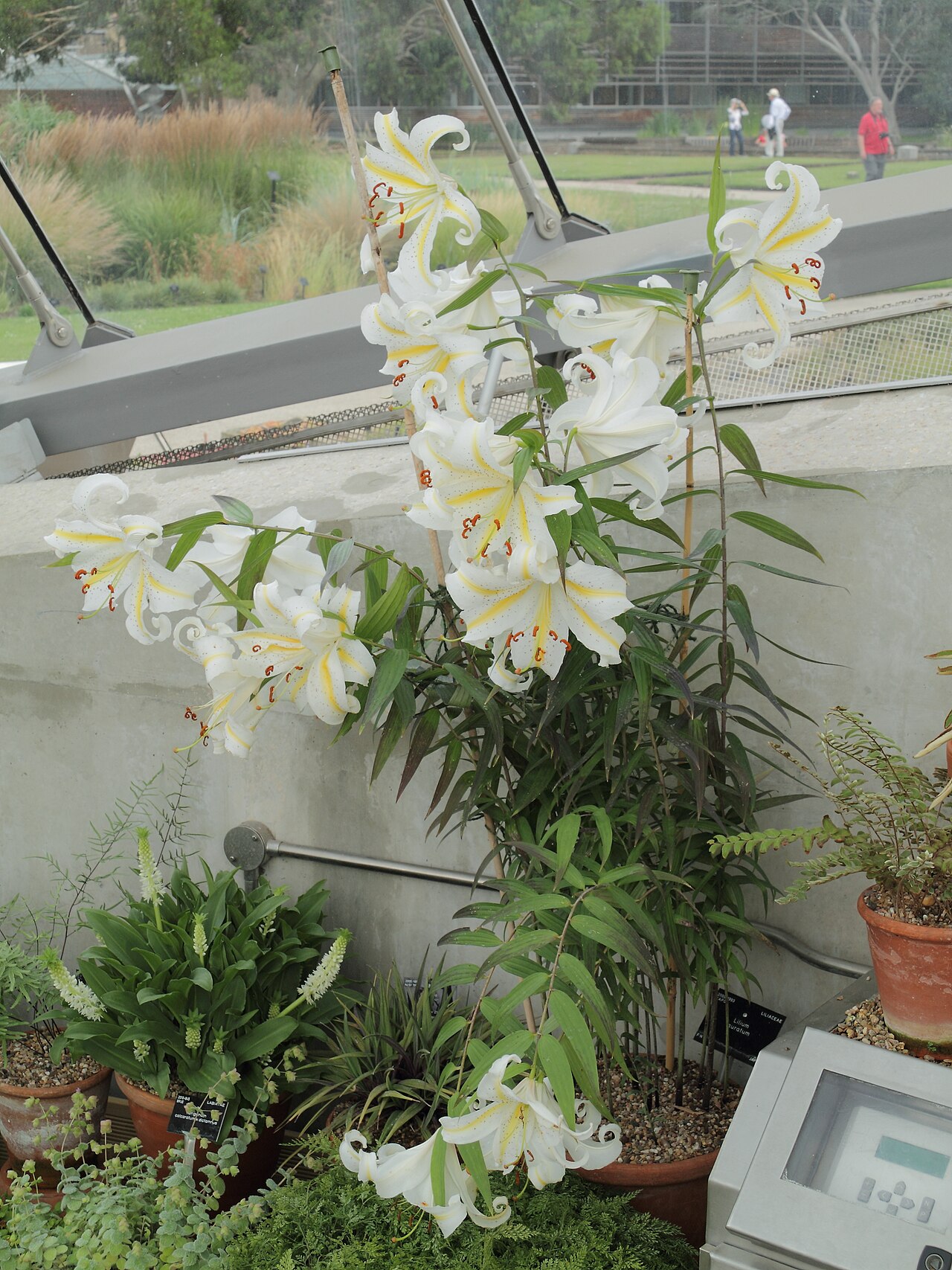 Lilium auratum, Golden-rayed lily — upright deciduous (Liliaceae) (image 8 of 10)