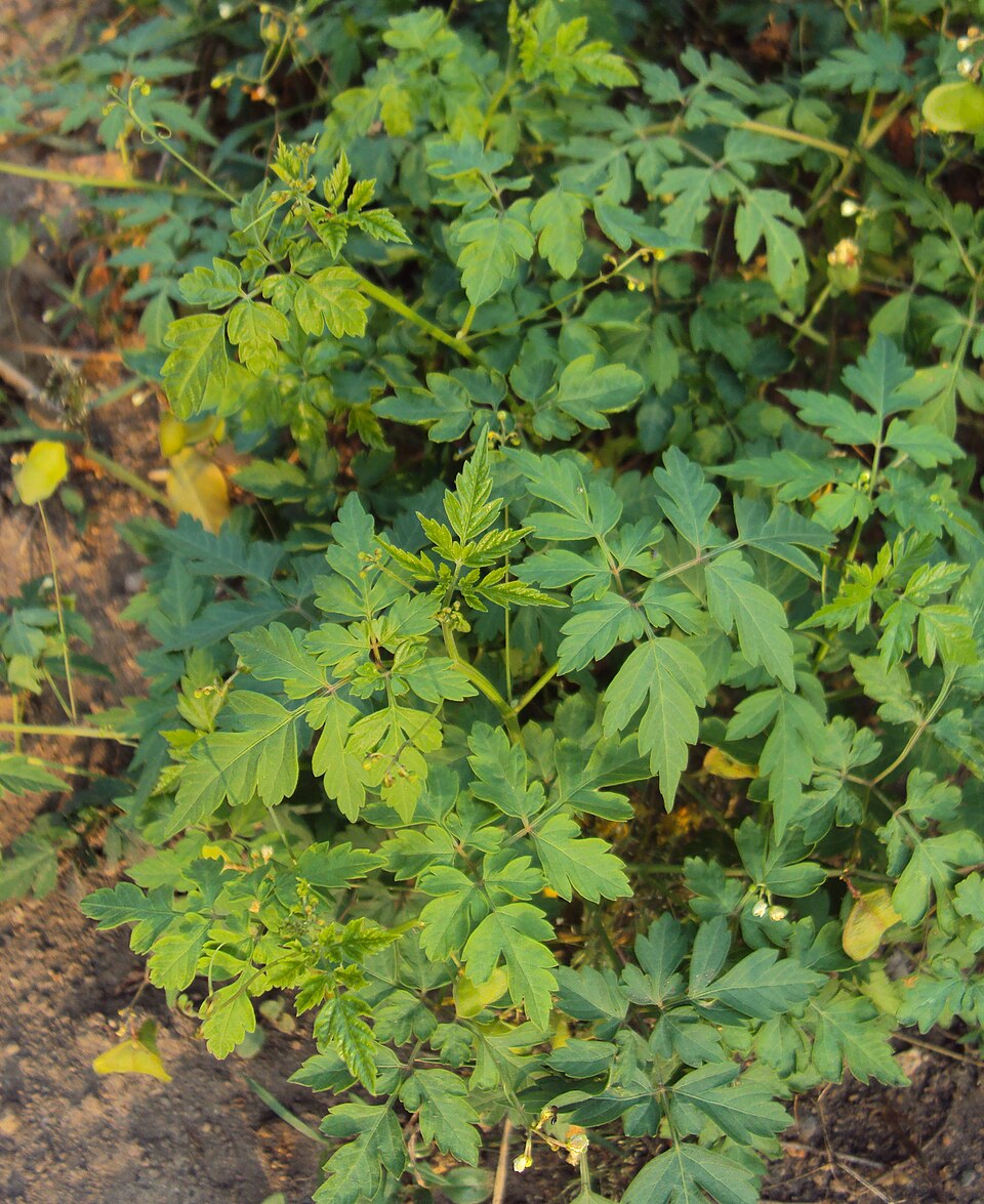 Cardiospermum halicacabum (Lesser Balloon Vine) (alternate view 9)