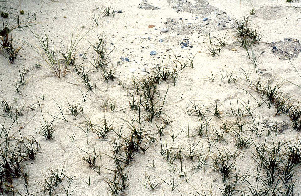 Carex arenaria (sand sedge)