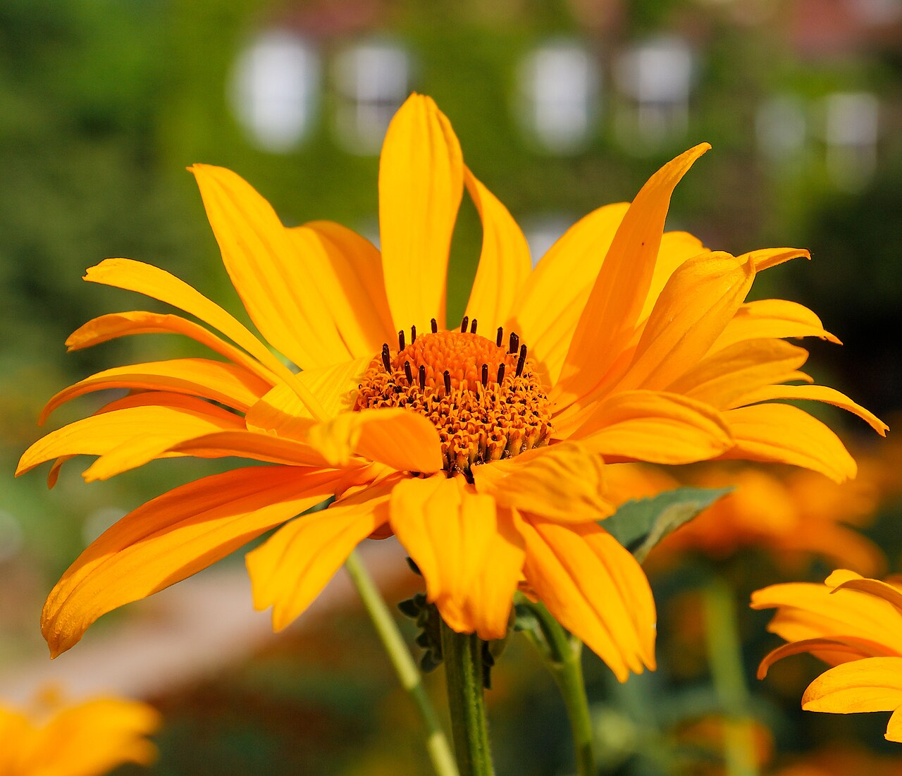 Heliopsis helianthoides, False sunflower — upright deciduous (Asteraceae) (image 2 of 10)