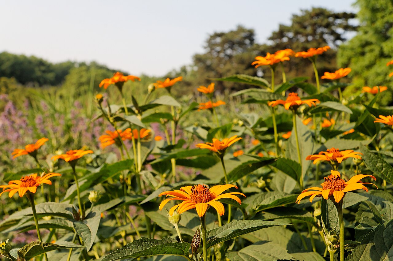 Heliopsis helianthoides, False sunflower — upright deciduous (Asteraceae) (image 3 of 10)