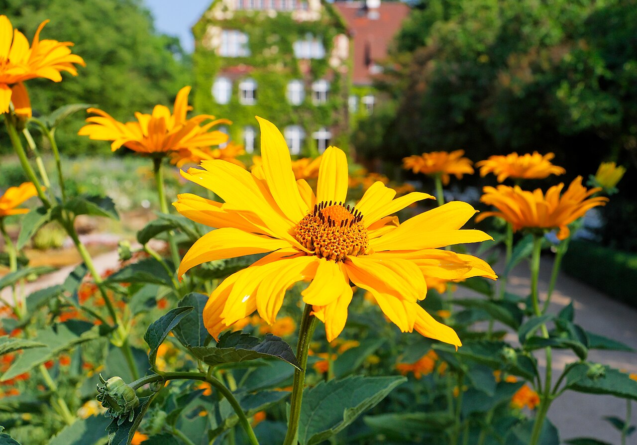 Heliopsis helianthoides, False sunflower — upright deciduous (Asteraceae) (image 4 of 10)
