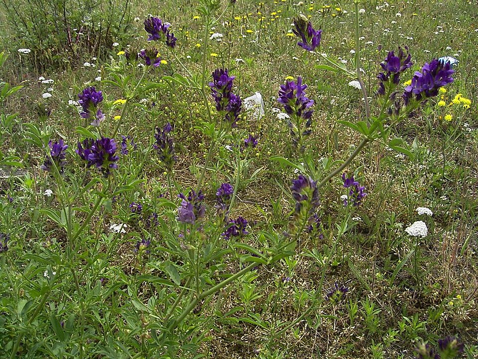 Medicago sativa (Alfalfa)