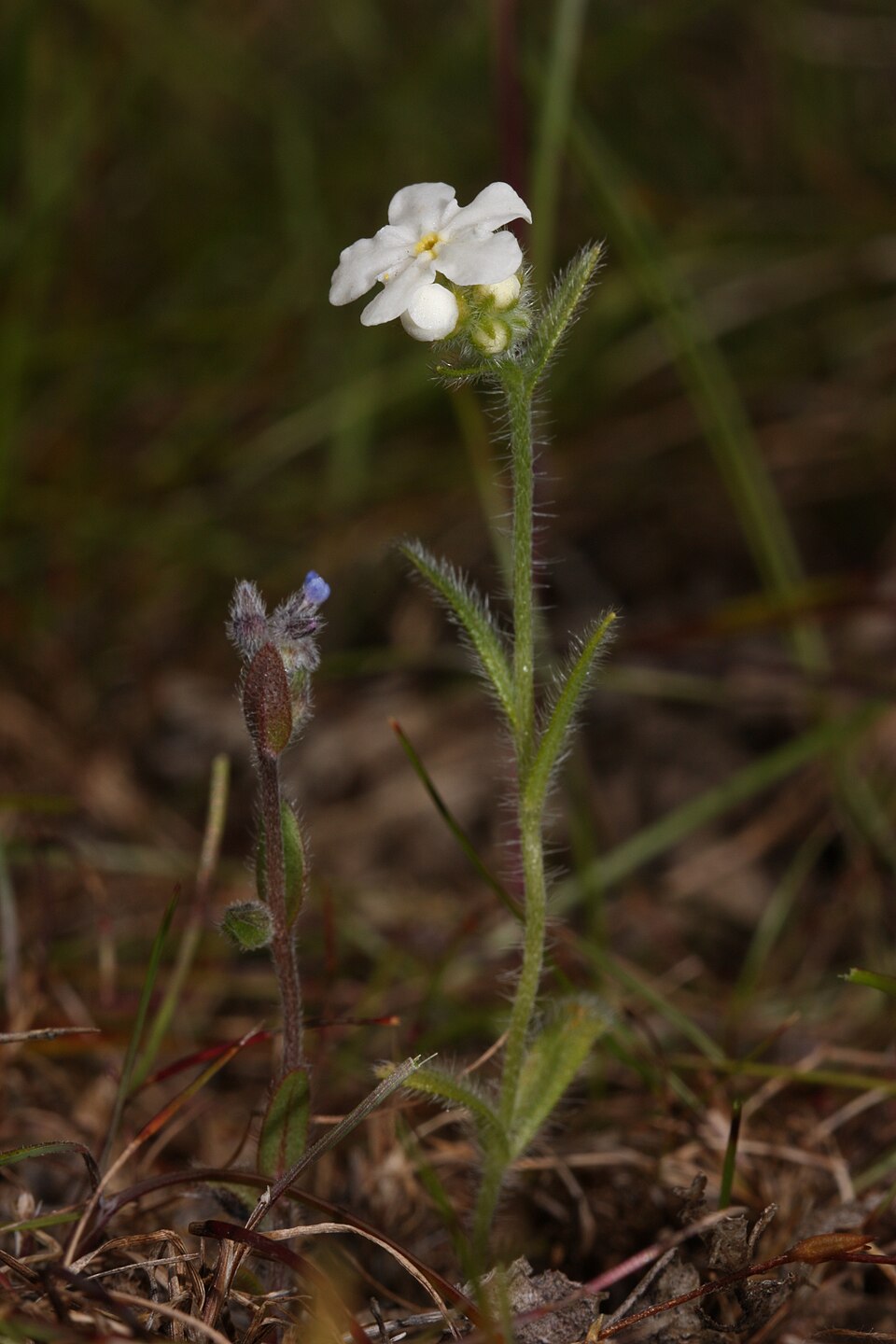 Cryptantha intermedia (Clearwater cryptantha) (alternate view 6)