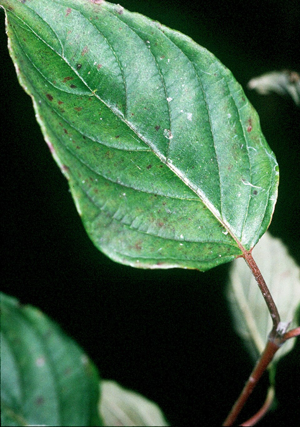 Cornus amomum (silky dogwood) (alternate view 4)