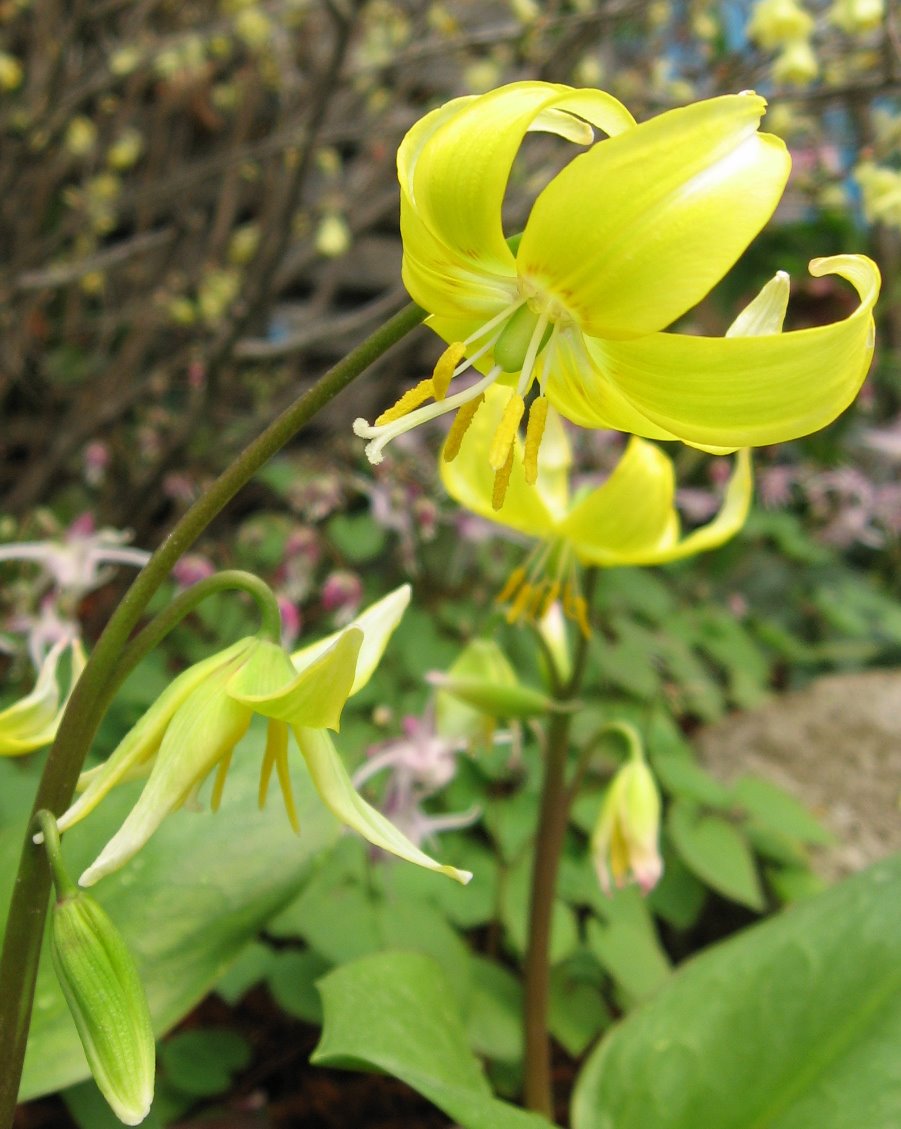 Erythronium 'Pagoda' (Pagoda fawn lily) (alternate view 2)