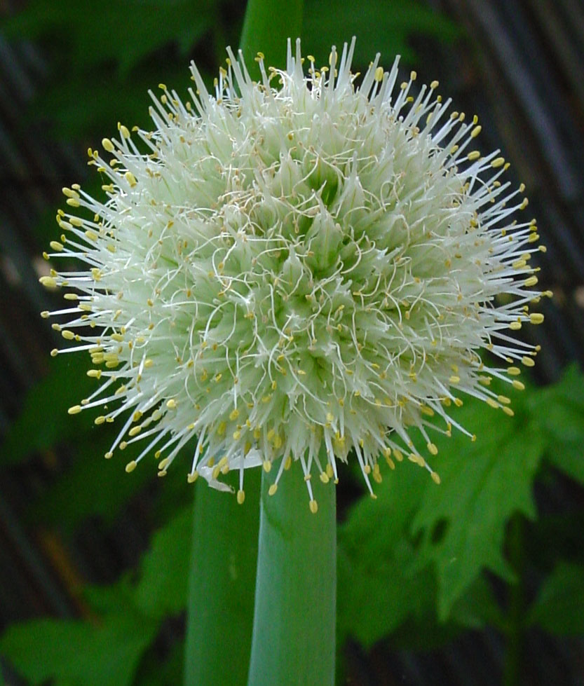 Allium fistulosum (Welsh Onion (Scallions)) (alternate view 9)