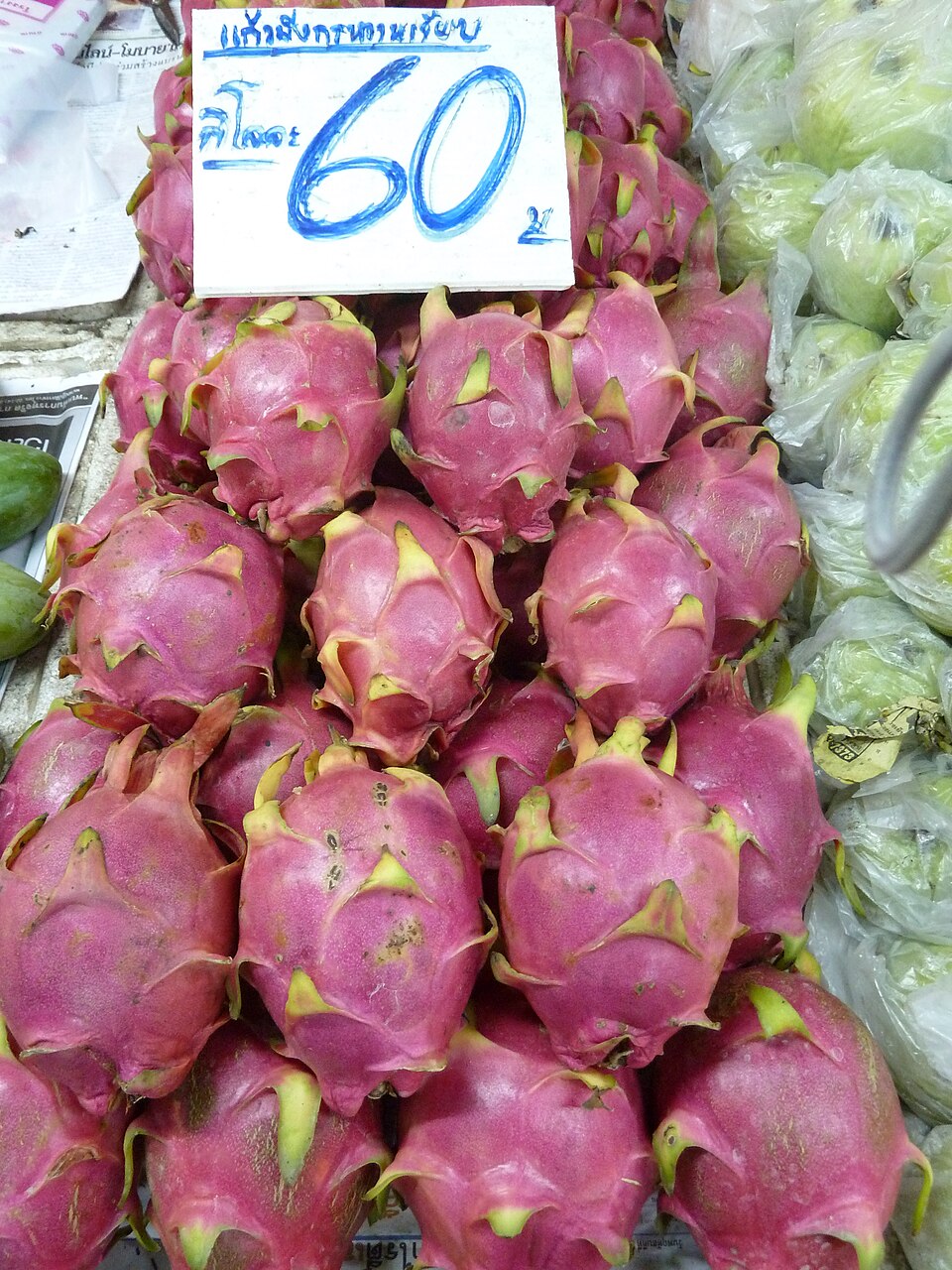 Selenicereus undatus (Dragon Fruit) (alternate view 10)