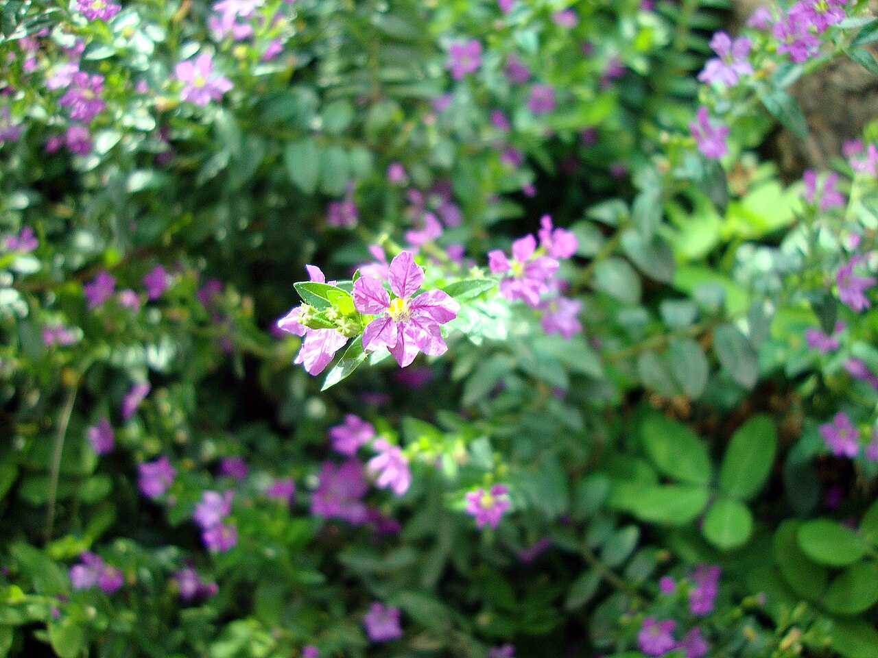 Cuphea hyssopifolia, Mexican heather — mounding evergreen (Lythraceae) (image 6 of 9)