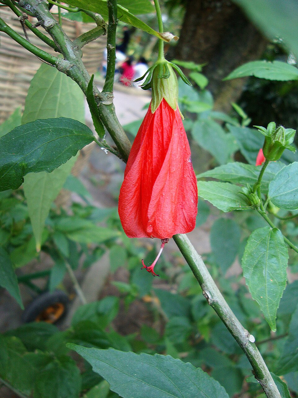 Malvaviscus arboreus (Turk's cap)