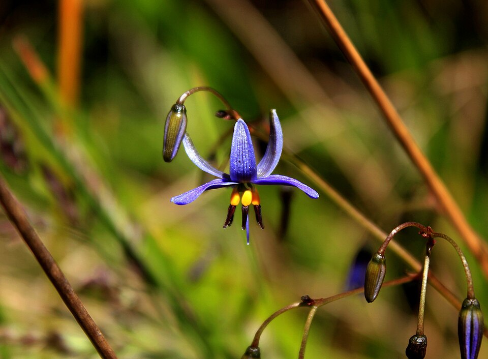 Dianella revoluta (Blueberry Lily) (alternate view 2)