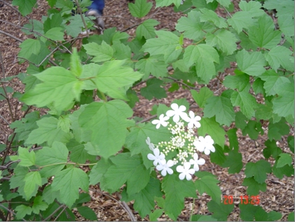 Viburnum opulus var. americanum (American cranberry bush) (alternate view 7)