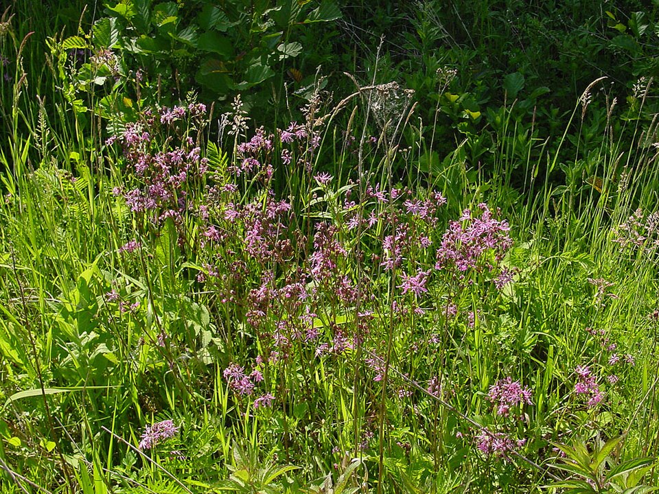Lychnis flos-cuculi (alternate view 5)