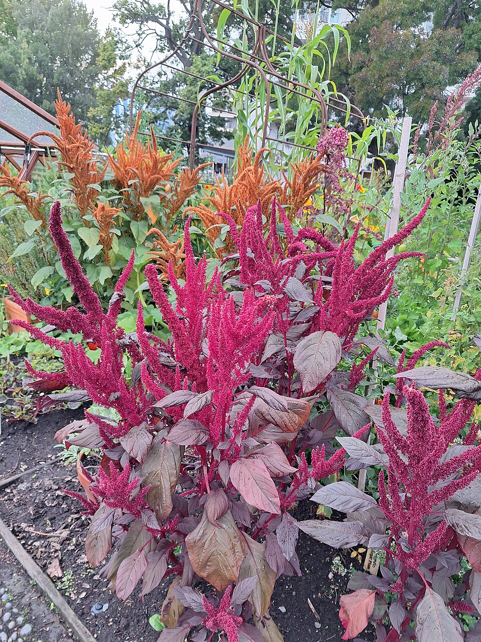 Amaranthus (amaranths) (alternate view 3)