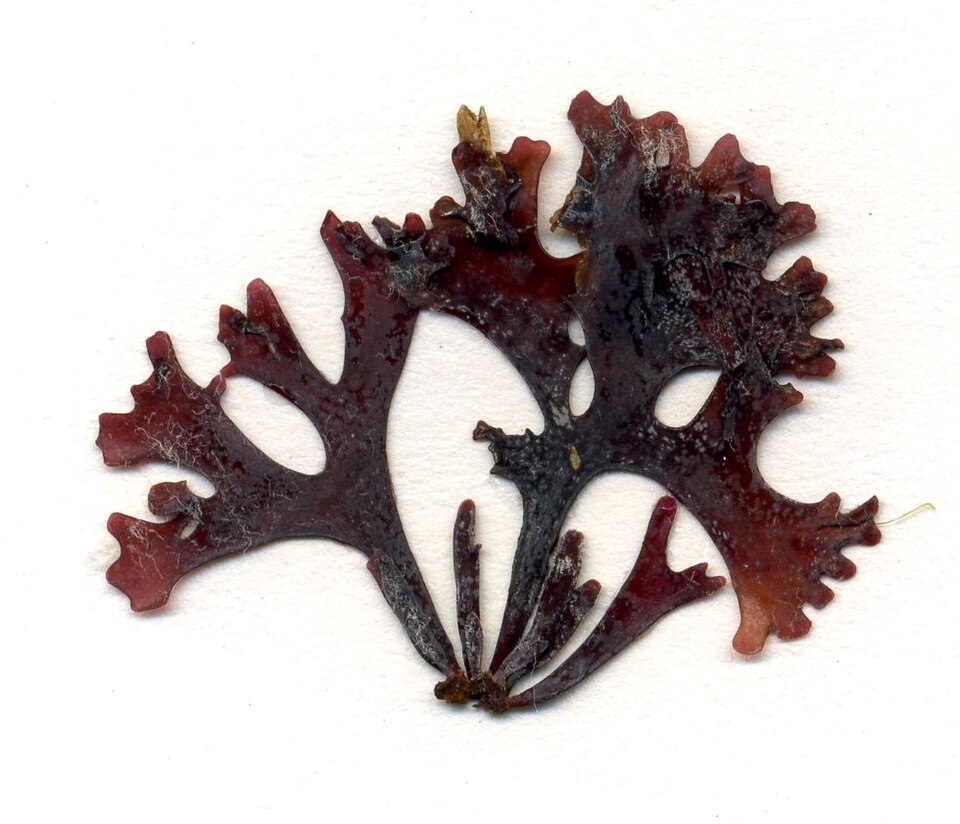 Chondrus crispus (Irish Moss)
