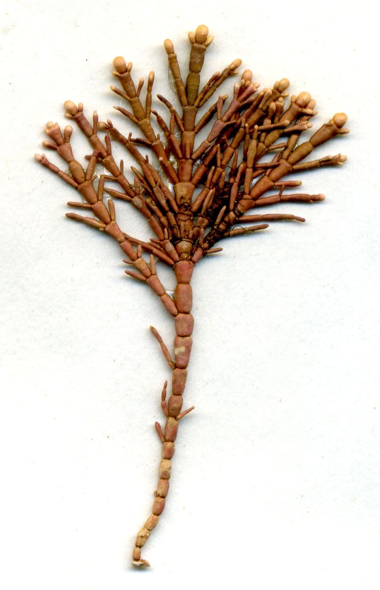 Corallina officinalis (Common Coralline)