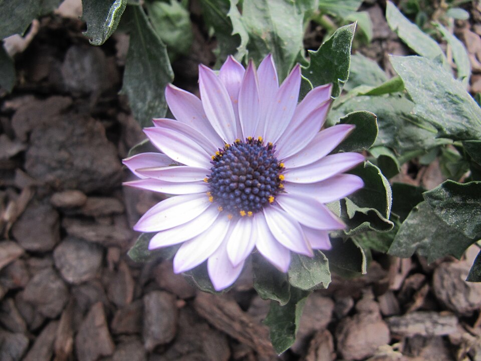 Arctotis (African Daisies)
