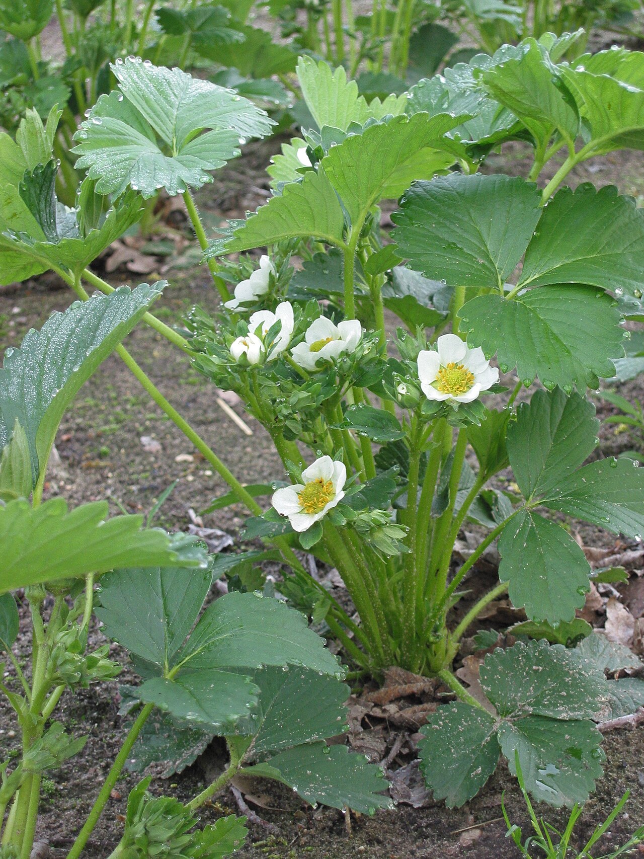Fragaria ananassa, Garden strawberry — spreading semi-evergreen (Rosaceae) (image 1 of 9)
