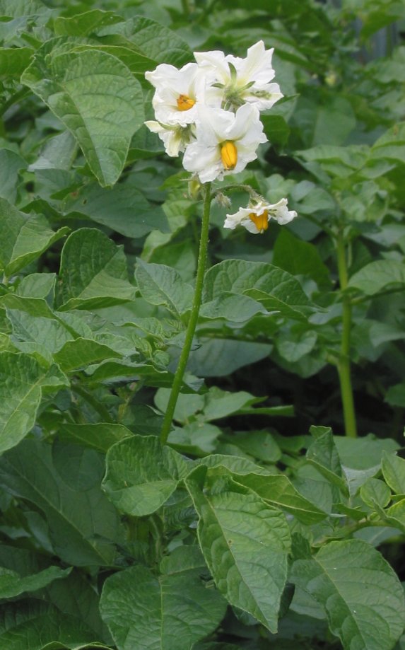 Solanum tuberosum (potato)