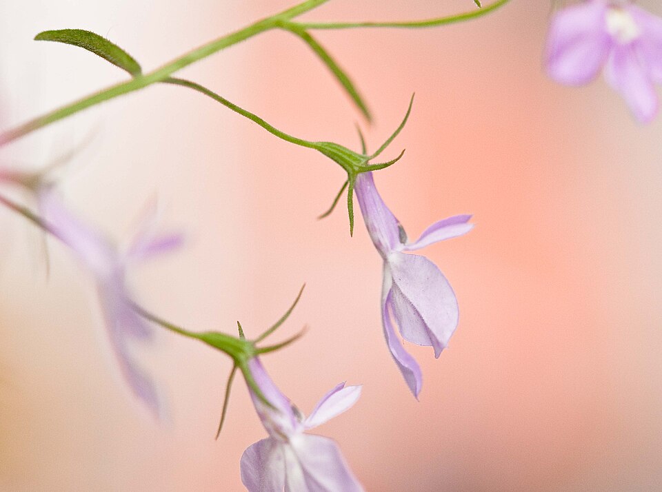 Lobelia (Lobelias) (alternate view 4)
