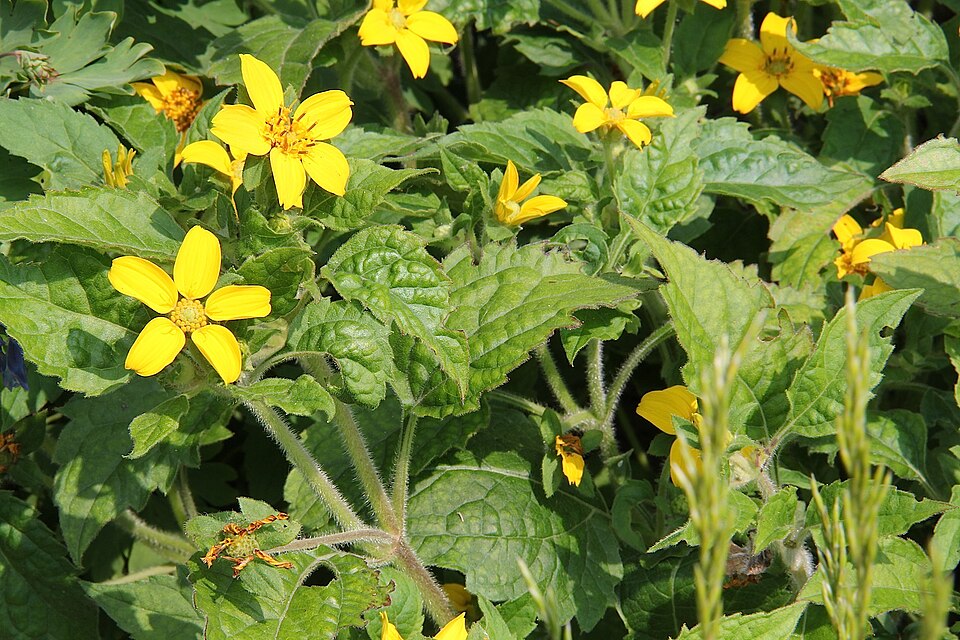 Chrysogonum virginianum (northern green-and-gold) (alternate view 5)