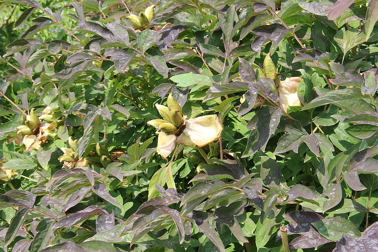 Paeonia rockii, Rock's tree peony — upright deciduous (Paeoniaceae) (image 3 of 10)