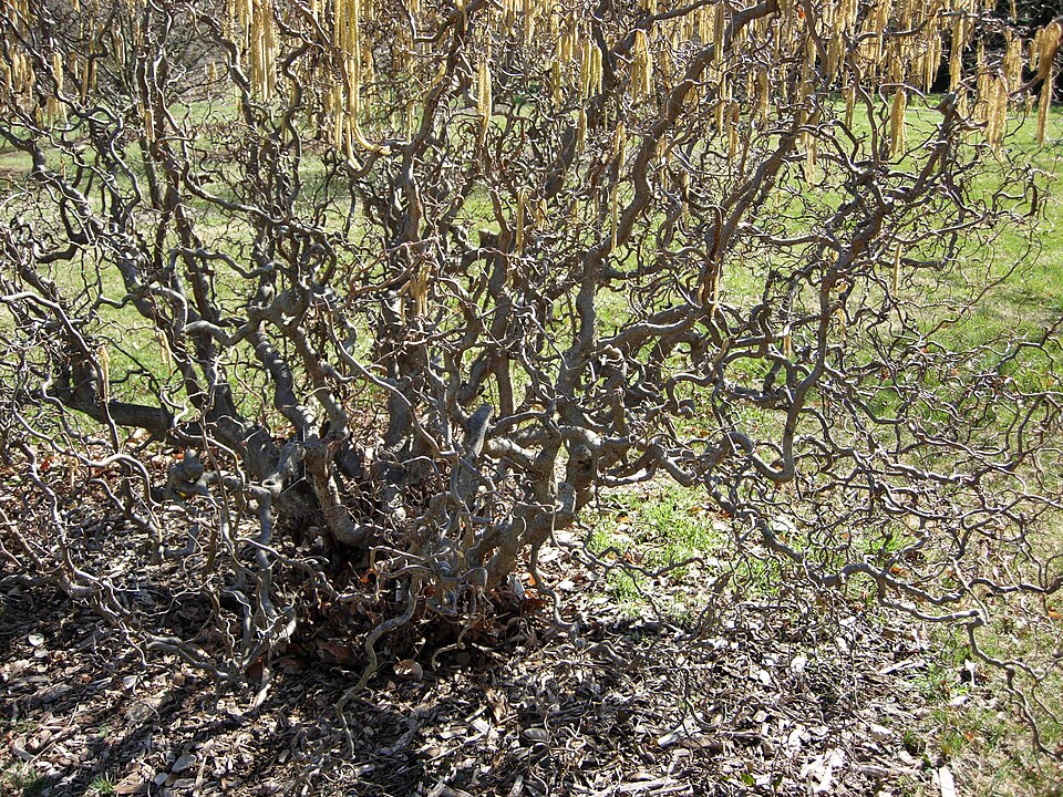 Corylus avellana 'Contorta' (Harry Lauder's walking stick) (alternate view 4)