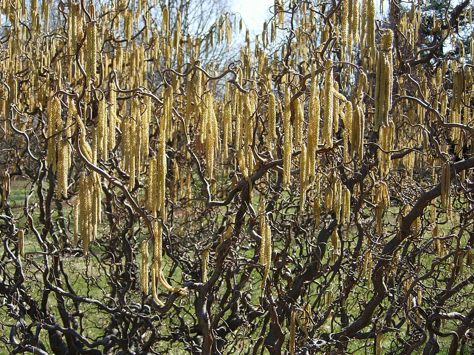 Corylus avellana 'Contorta' (Harry Lauder's walking stick) (alternate view 5)