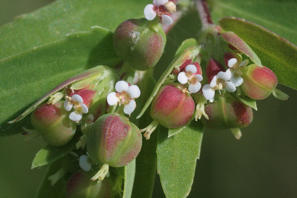 Euphorbia nutans (nodding spurge) (alternate view 8)