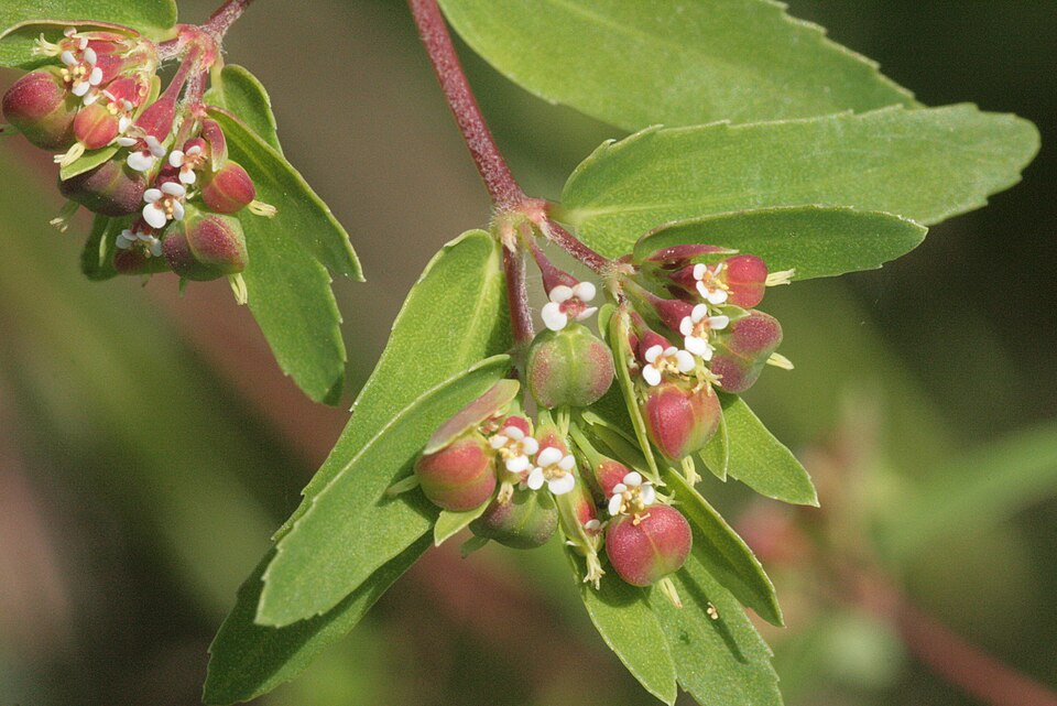 Euphorbia nutans (nodding spurge) (alternate view 9)