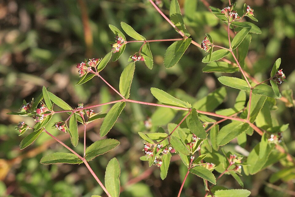 Euphorbia nutans (nodding spurge) (alternate view 10)