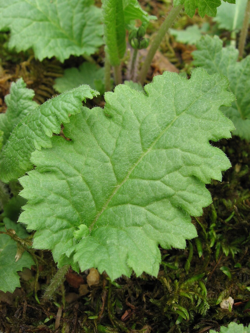 Primula sieboldii (sakura) (alternate view 9)