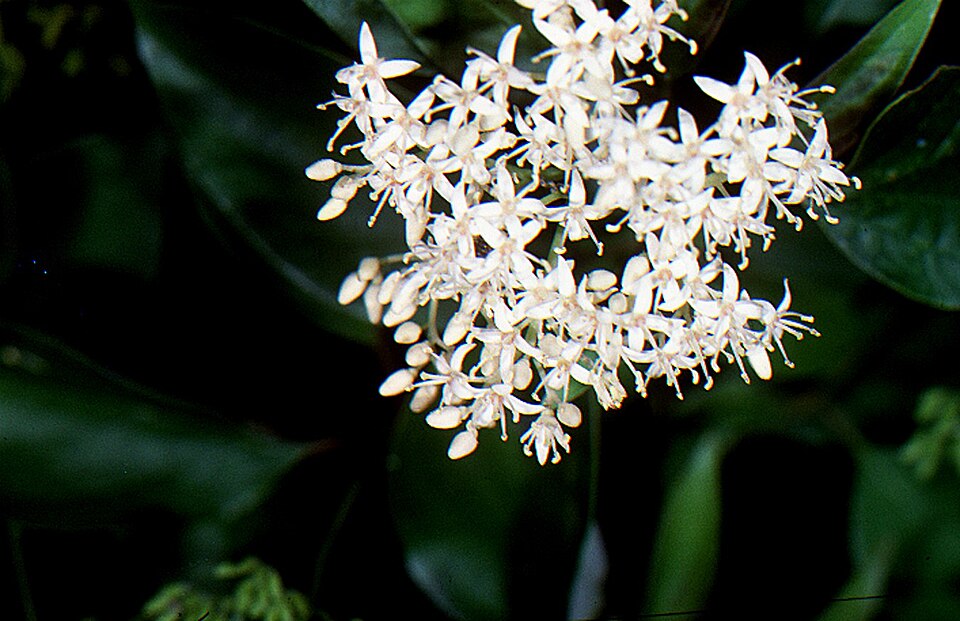 Cornus drummondii (roughleaf dogwood)