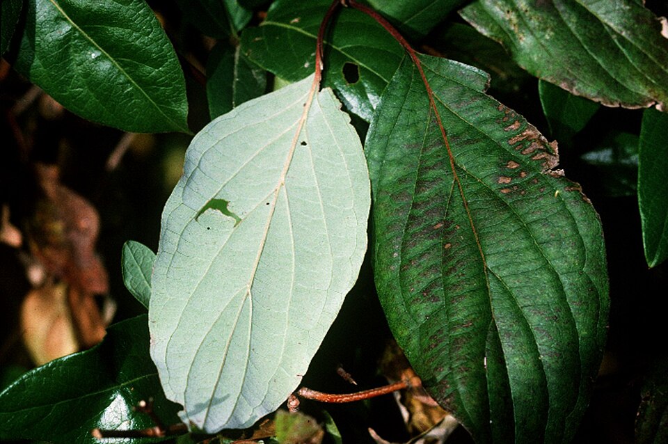 Cornus drummondii (roughleaf dogwood)