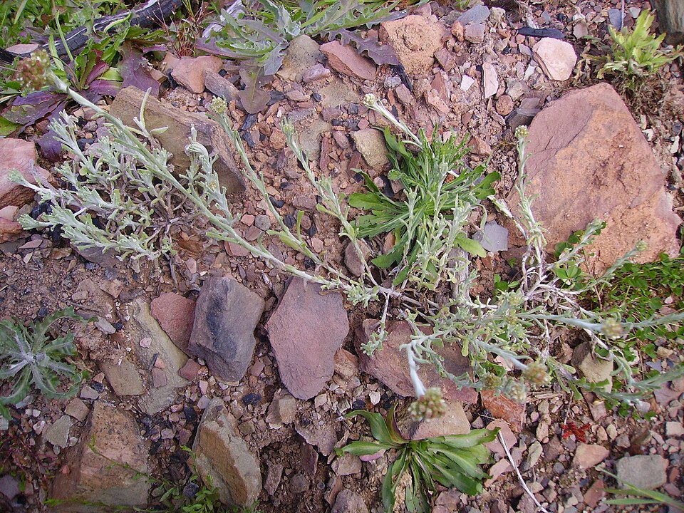 Pseudognaphalium luteoalbum (Jersey Cudweed)
