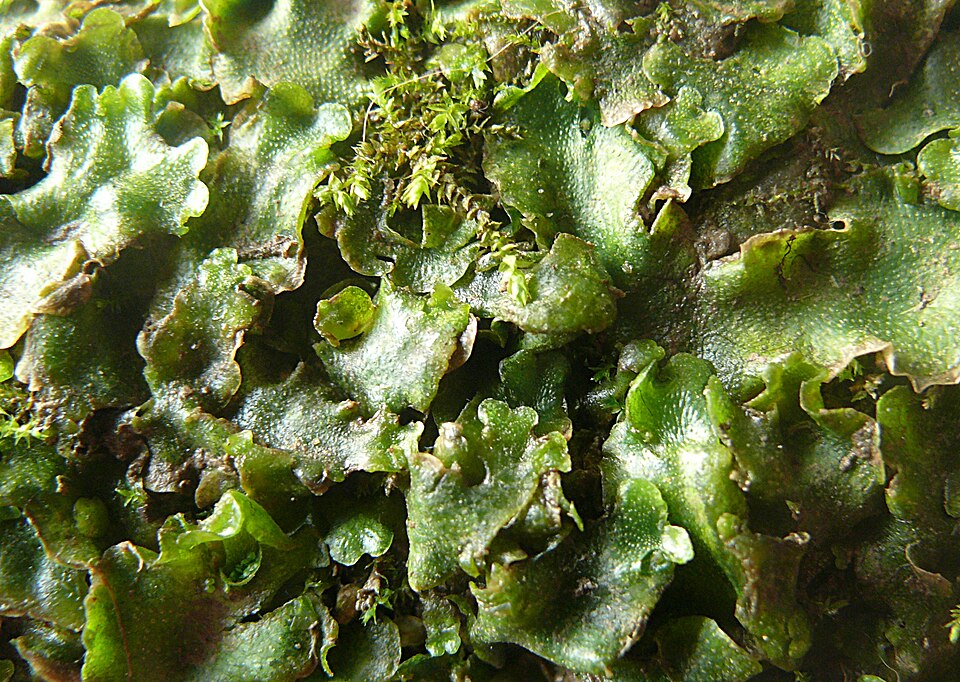 Lunularia cruciata (Crescent-cup liverwort)