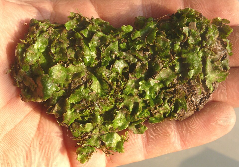 Lunularia cruciata (Crescent-cup liverwort)