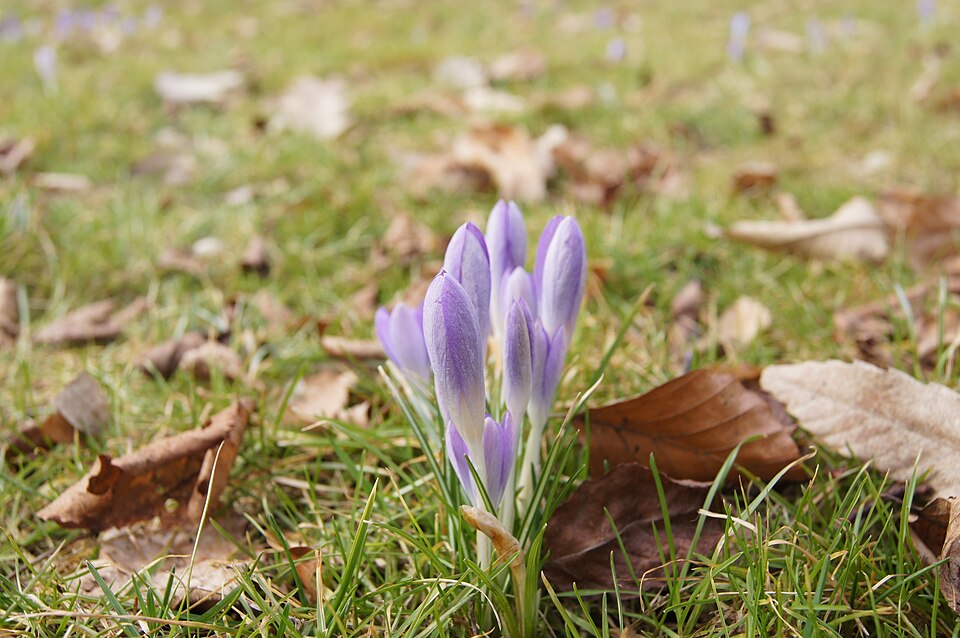 Crocus tommasinianus (Tommasini's Crocus) (alternate view 8)