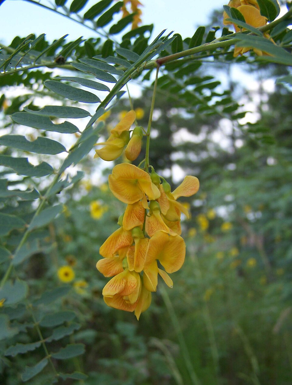 Sesbania drummondii (Rattlebush)