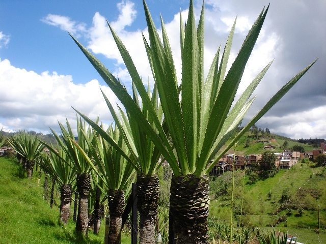 Furcraea
