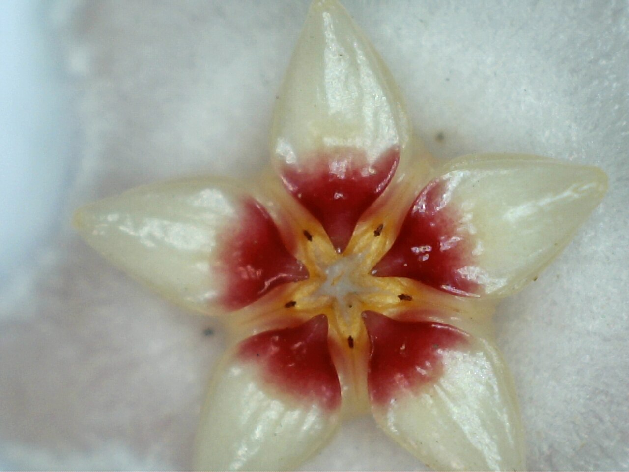 Hoya carnosa, Wax plant — climbing evergreen (Apocynaceae) (image 5 of 9)