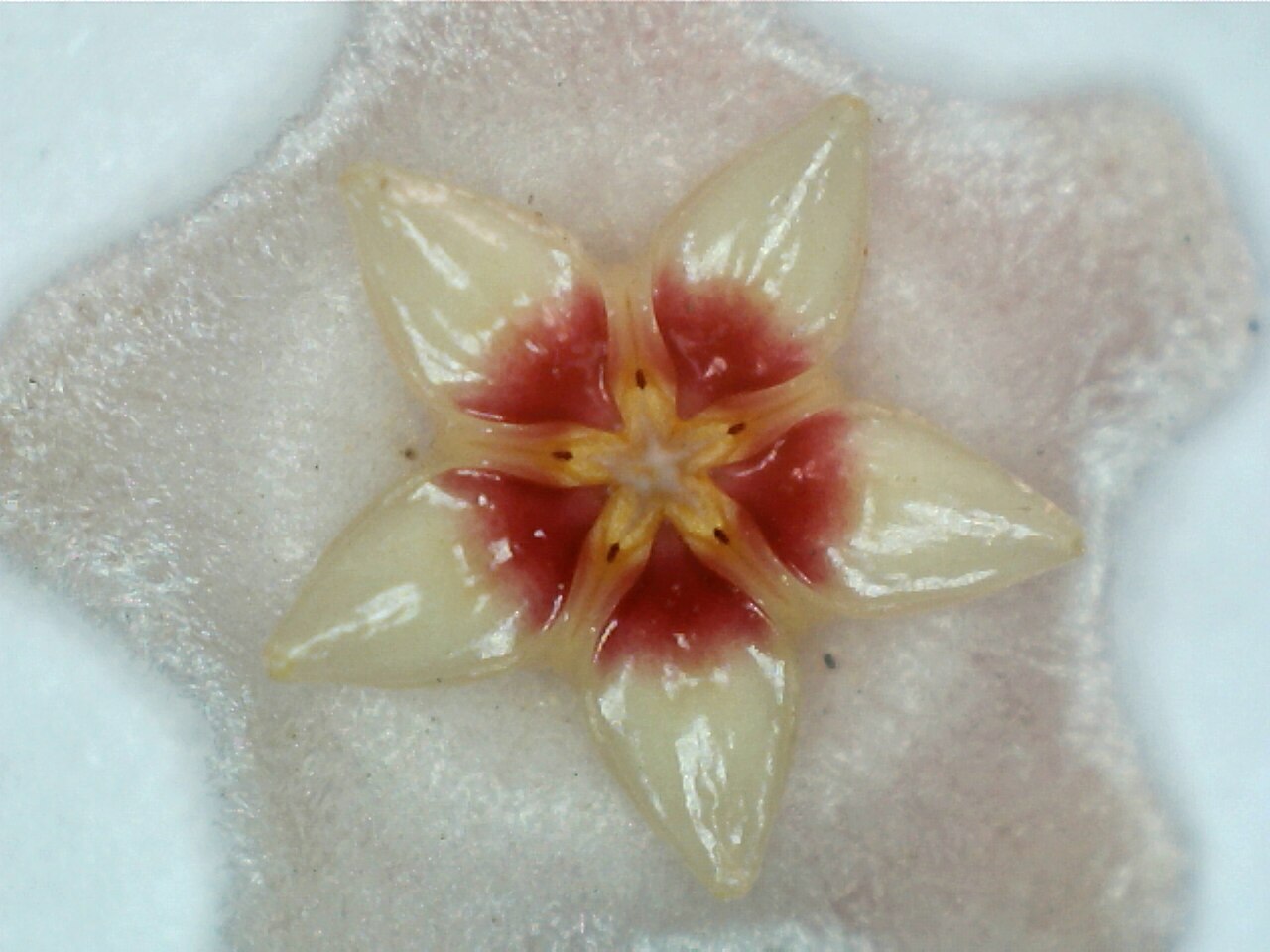 Hoya carnosa, Wax plant — climbing evergreen (Apocynaceae) (image 6 of 9)