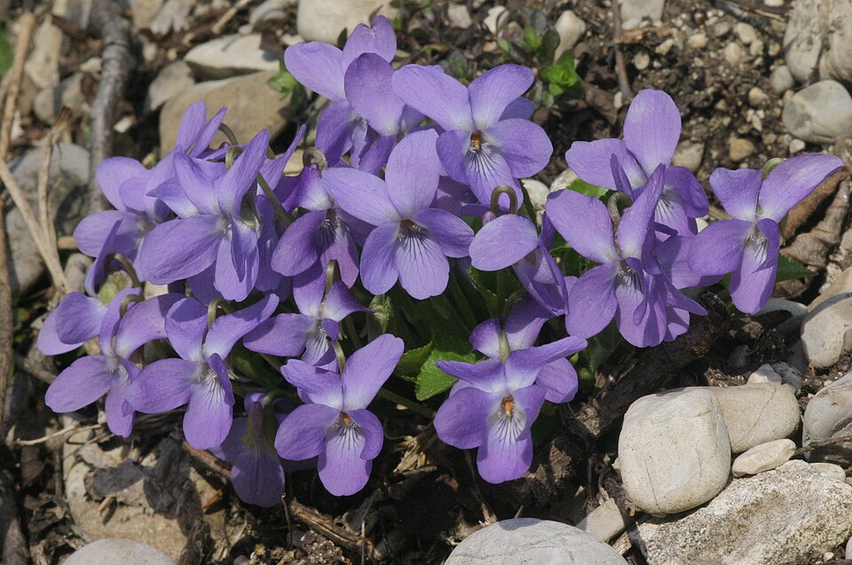Viola hirta (Hairy Violet)